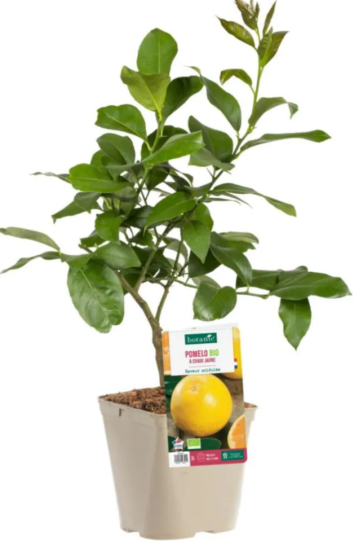 Pamplemoussier Jaune Bio. Le pot de 3 litres