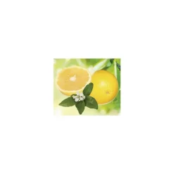 Pamplemoussier Jaune Bio. Le pot de 3 litres