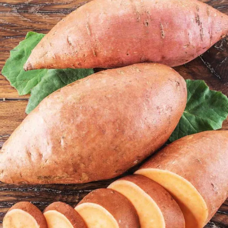 Patate Douce Bonita. Le pot de 10,5 cm