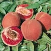 Pecher De Vigne. En racine nue, forme gobelet