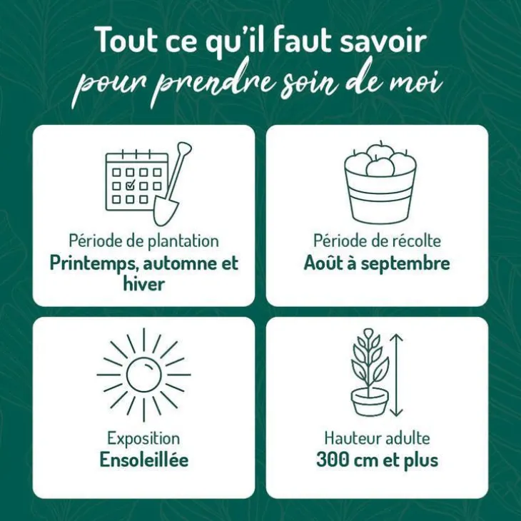 Pecher Reine Des Vergers. Le pot de 12 litres, forme gobelet