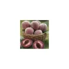 Pecher Sanguine De Savoie. En racine nue, forme 1/2 tige calibre 8/10