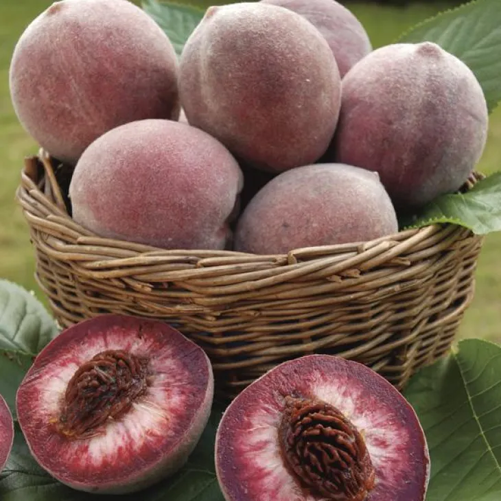Pecher Sanguine. Le pot de 7,5 litres