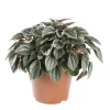 PEPEROMIA NAPOLI NIGHTS