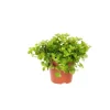 Peperomia rotundifolia