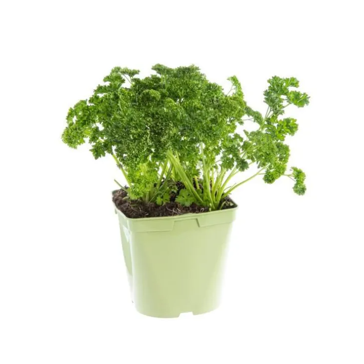 Persil Frise Bio. Le pot de 2,5 litres