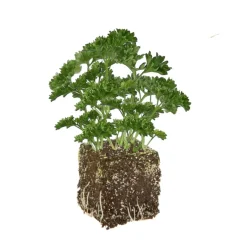 Persil Frise Vert Fonce Bio. La motte de 4x4 cm