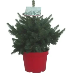 Petit sapin naturel épicéa Picea Pungens Super Blue
