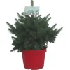 Petit sapin naturel épicéa Picea Pungens Super Blue. Le pot de 5 litres