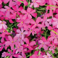 Phlox En Coussin rouge - Le pot de 9 x 9 cm