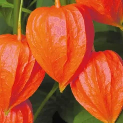 Physalis Amour En Cage - Le pot de 9 x 9 cm