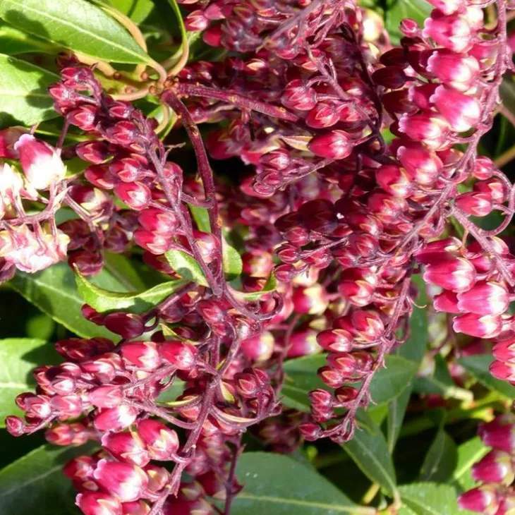 Pieris Japonica Varié extra – Pot de 15L