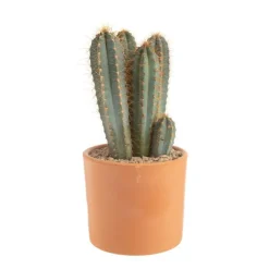 Pilosocereus azureus en pot terre cuite H 10 x Ø 20 cm