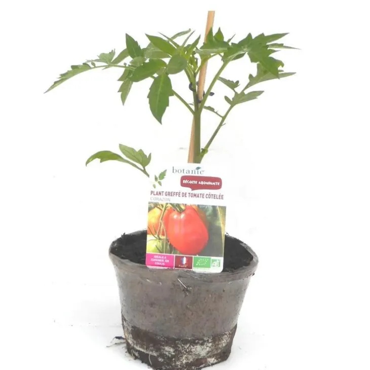 Plant Greffe Tomate Côtelee Corazon Bio. Le pot de 1 litre