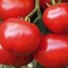 Plant Greffe Tomate Ronde Estiva Bio. Le pot de 1 litre
