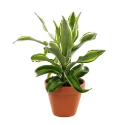 Plante à coupe variété au choix en pot en terre Ø 9 cm
