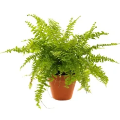 Plante à coupe variété au choix en pot en terre Ø 9 cm