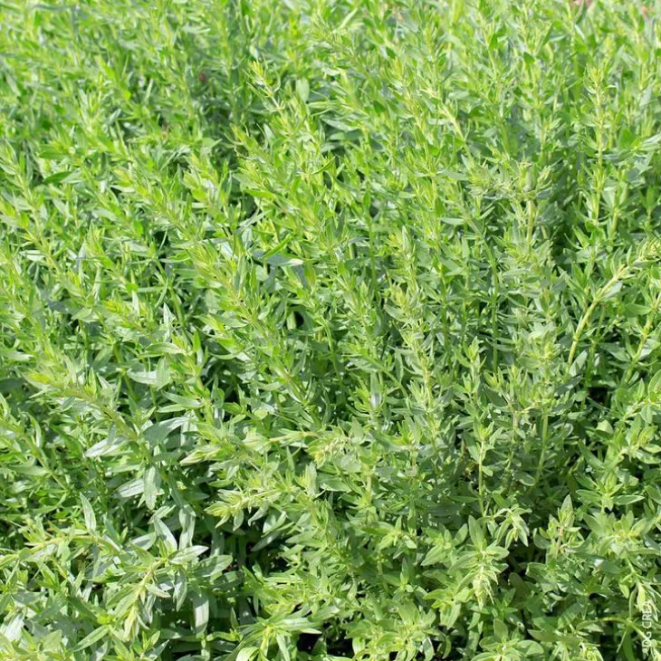 Plante Amie Du Jardinier Hysope Bio. Le pot de 10,5 cm