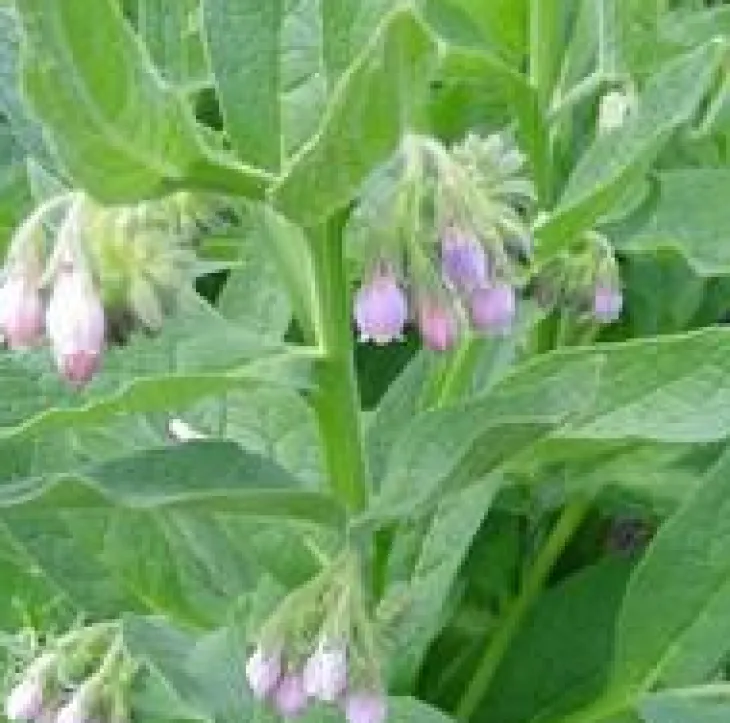 Plante Amie Du Jardinier Consoude Bio. Le pot de 10,5 cm