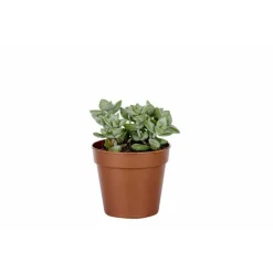 Plante grasse variée au choix sans cache-pot Ø 12cm