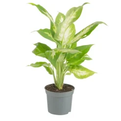 Plante verte. Le pot de ø 8,5 cm