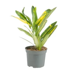 Plante verte. Le pot de ø 8,5 cm