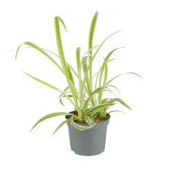 Plante verte. Le pot de ø 8,5 cm