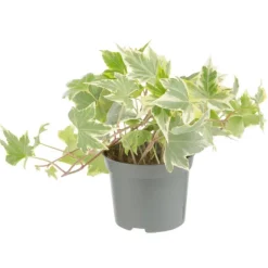 Plante verte. Le pot de ø 8,5 cm