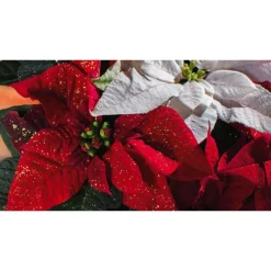 Poinsettia pailleté rouge la coupe Ø 27 cm
