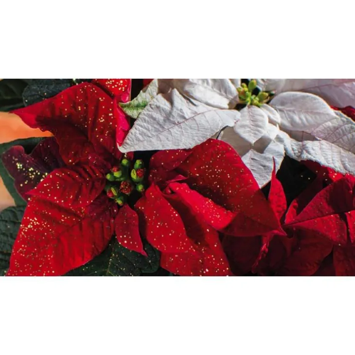 Poinsettia pailleté rouge la coupe Ø 27 cm