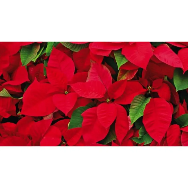 Poinsettia rouge en pot Ø 14 à 15 cm