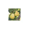 Poirier Delbardelice ® Delété. En racine nue, forme palmette U double