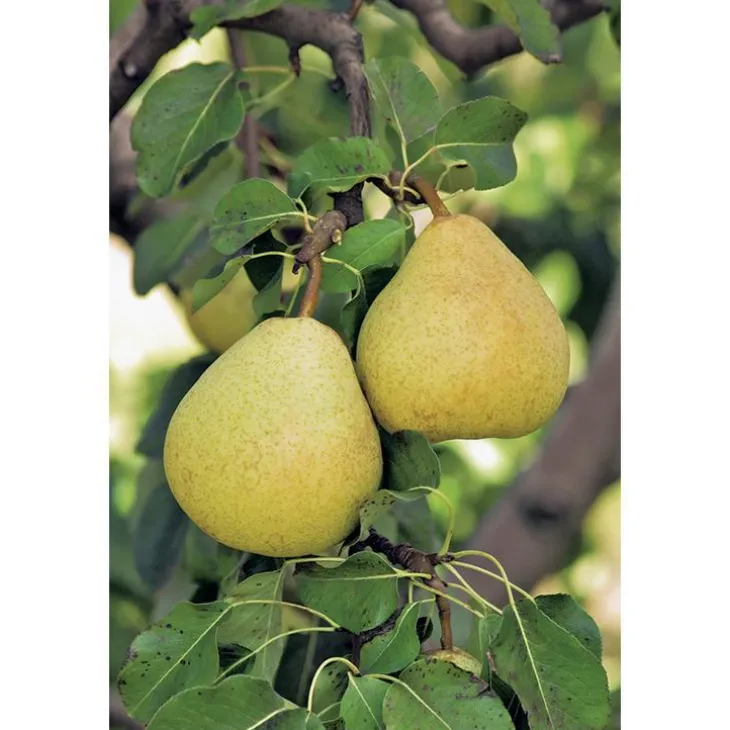 Poirier Delbardelice ® Delété Bio. Le pot de 12 litres forme gobelet