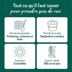 Poirier Doyenne Du Comice. Le pot de 12 litres, forme gobelet