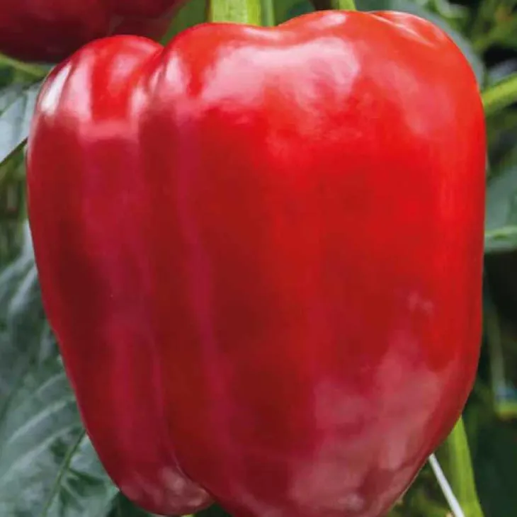 Poivron Rouge Predi Bio. La barquette de 3 plants