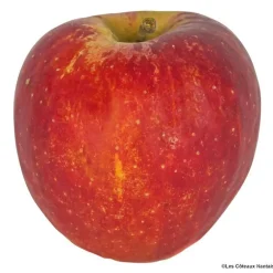 Pomme Dalyrian bio de France - Prix au kg