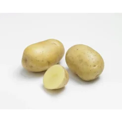 Pommes de terre Primlady bio calibre 0001, 25 plants