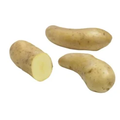 Pommes de terre Ratte calibre 25/32, 25 plants