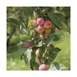 Pommier Belle De Boskoop. Le pot de 20 litres, forme palmette U double