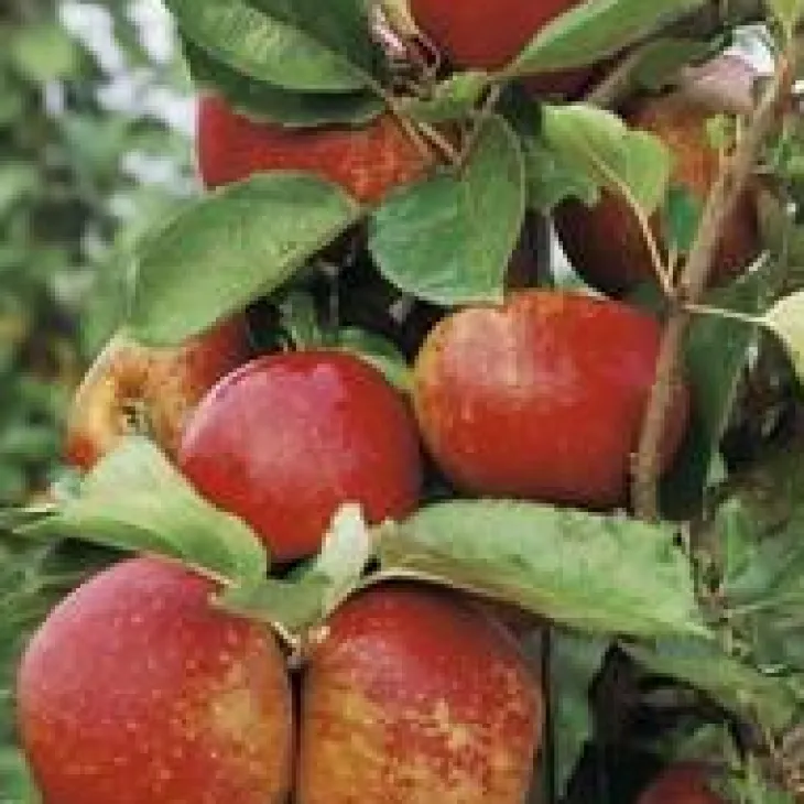 Pommier Belle De Boskoop. En racine nue, forme gobelet