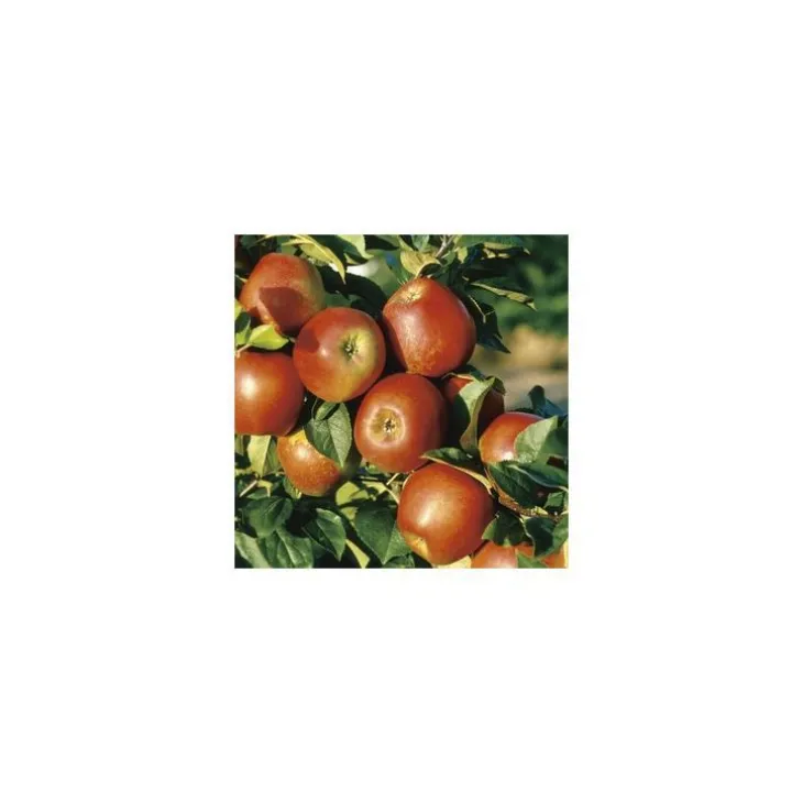 Pommier Delbard Jubile® Delgollune. En racine nue, forme 1/2 tige calibre 8/10