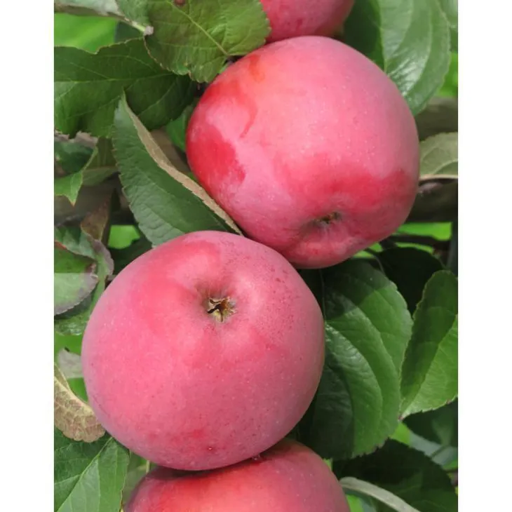 Pommier Divine ®. En racines nues, forme palmette U double