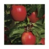 Pommier Divine® Delcored. En racine nue, forme 1/2 tige calibre 6/8