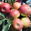 Pommier Jonagold Bio. Le pot de 15 litres