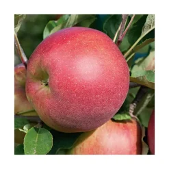 Pommier Melrose. Le pot de 12 litres, forme gobelet