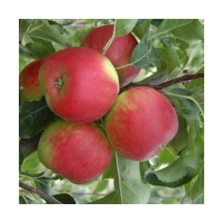 Pommier Pomme Des Moissons® Delprivale. En racine nue, forme 1/2 tige calibre 6/8
