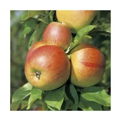 Pommier Reine Des Reinettes. Le pot de 12 litres, forme gobelet