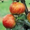 Pommier Reine Des Reinettes. En racine nue, forme 1/2 tige calibre 6/8