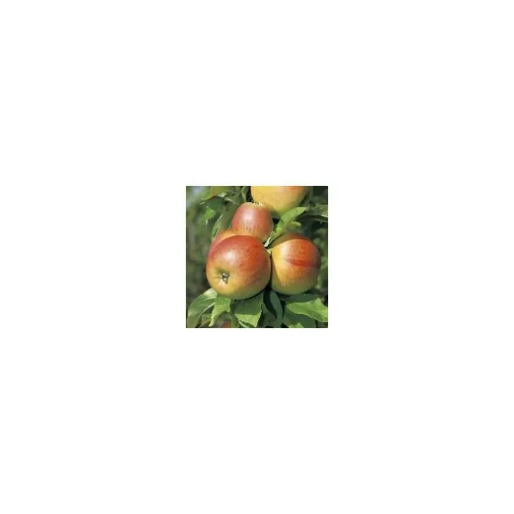 Pommier Reine Des Reinettes. En racine nue, forme palmette U double
