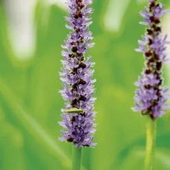 Pontederia lanceolata pot de 3 litres